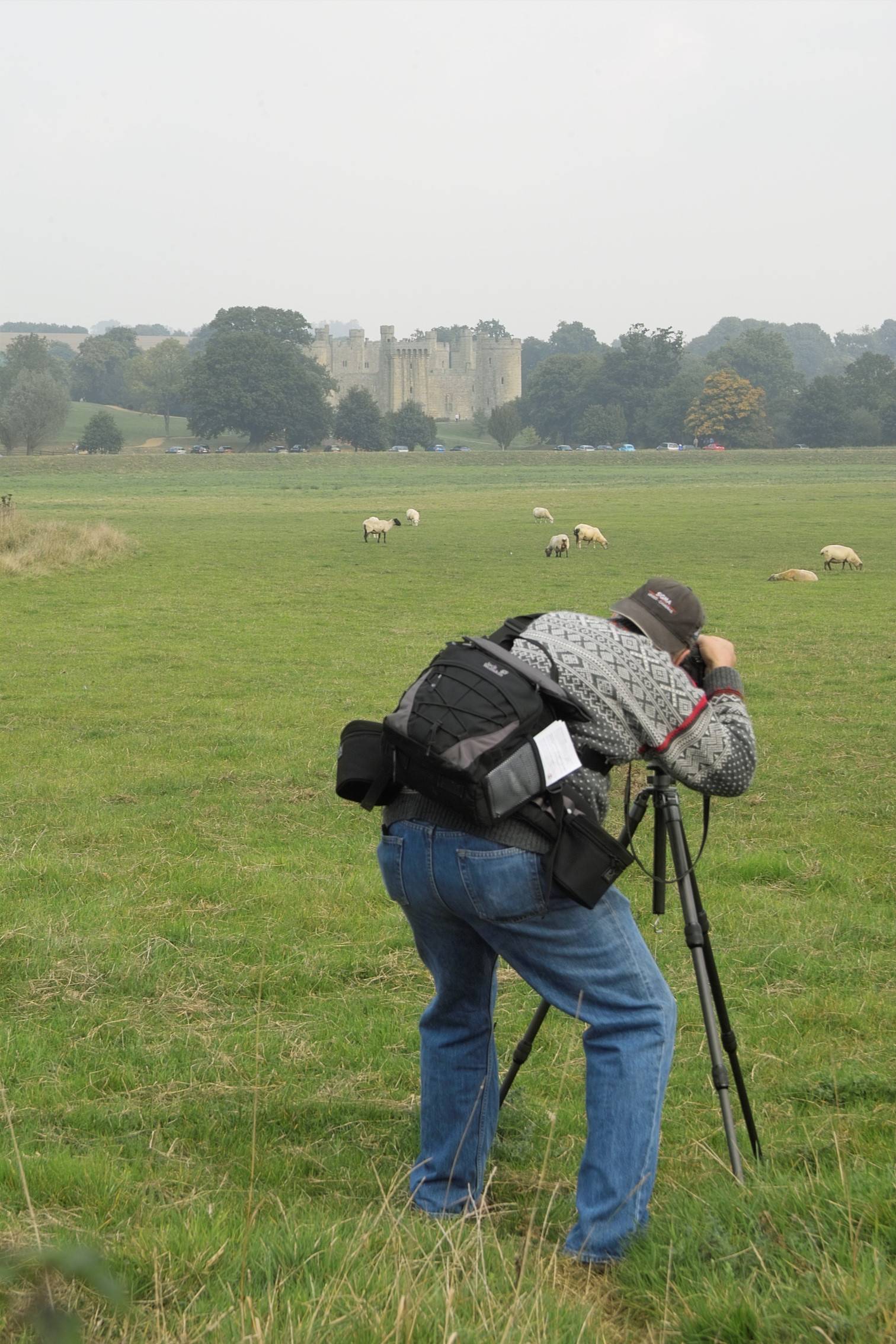 Photographing sheep