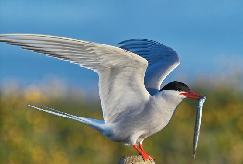 Arctic Tern