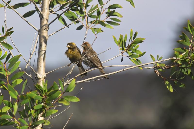 Pair of House Finches