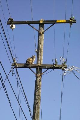 Cat on Pole
