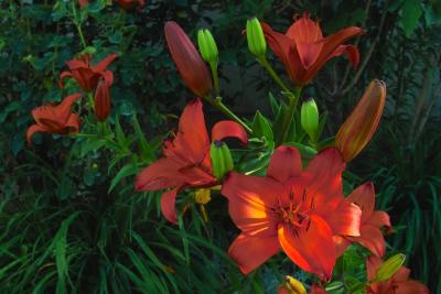 Red Tiger Lilly
