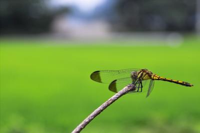 A Baby Dragonfly