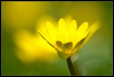 [yellow spring]