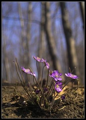 [purple spring]