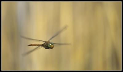 [flying dragonfly]