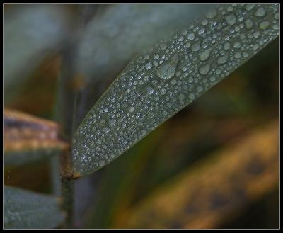 [wet leaves]