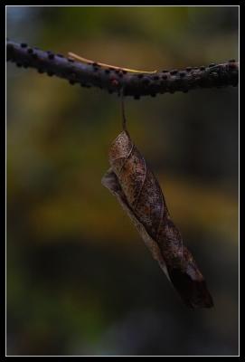 [lonely leaf]