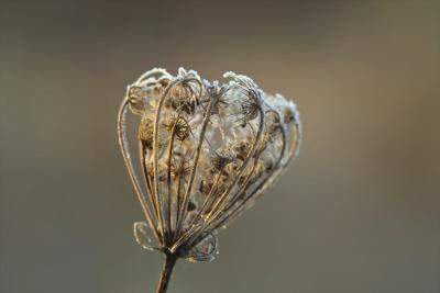 Queen Annes Lace covered with frost
