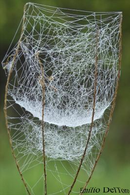 Dew covered  cobweb