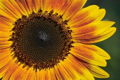 Kostas Sarris Sunflower.jpg