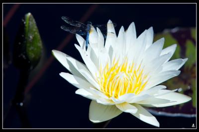 Lily and Dragonfly