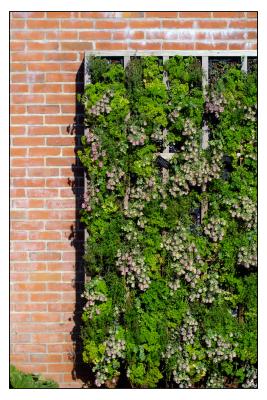 Wall of Weeds.