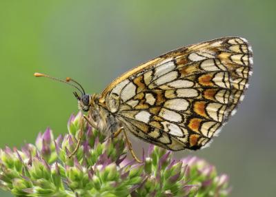 Glanville Fritillary (photo: Germ Wind)