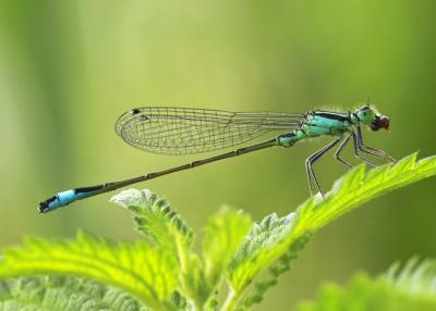 Damselfly at lunch (photo: Germ Wind)