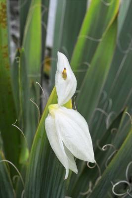 Yucca Blossom