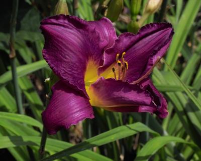 Daylily