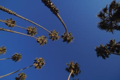 Palms and Sky