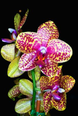 Orchid_IMG02366.jpg