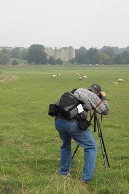 Photographing sheep