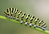 Old World Swallowtail caterpillar (photo: Germ Wind)