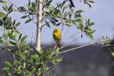 Saffron Finch