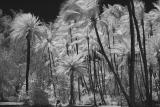 Infrared Palm Trees