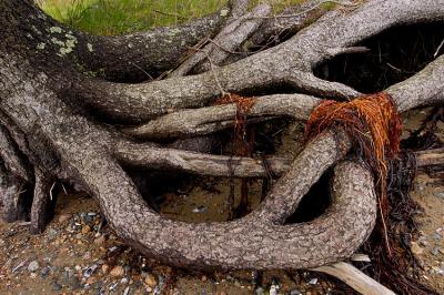 Beach Erosion