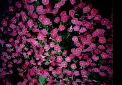 v3/41/210441/3/49081182.pinkflower3.jpg