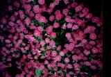 pink flower 3.jpg
