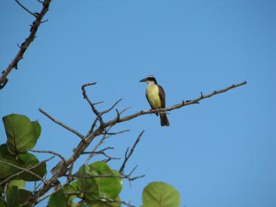 Kiskadee.