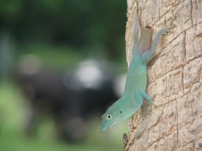 Anole missing it's tale with cows in the background.