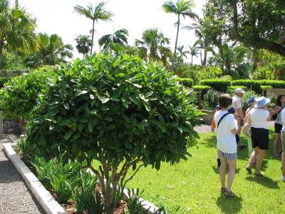 Alspice tree at the botanical gardens.