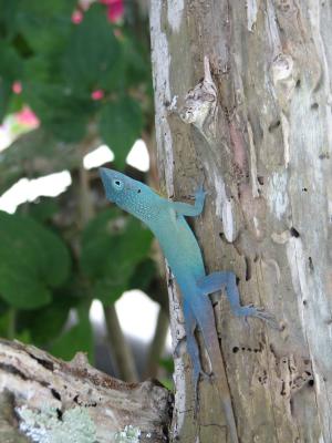 Another anole.