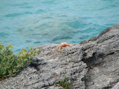 Crab.