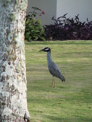 Heron on the lawn.