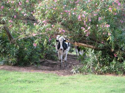 Holsteins and oleander.