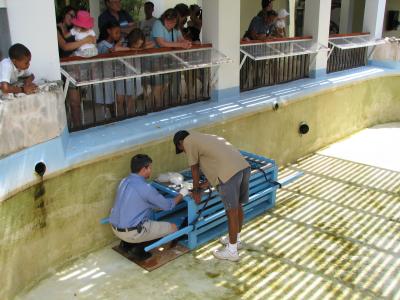 Seal getting a blood test.