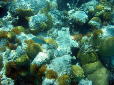 Fish and coral.