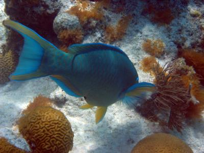 Parrot fish.