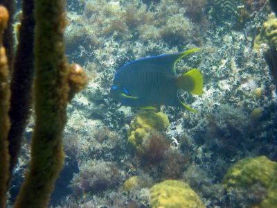 Angel fish.