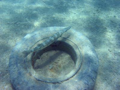 Strange place for a barracuda.