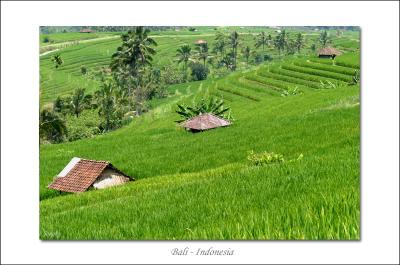 Bali green