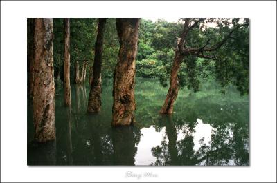 Flooded Forest