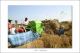 Harvest at Tabanan