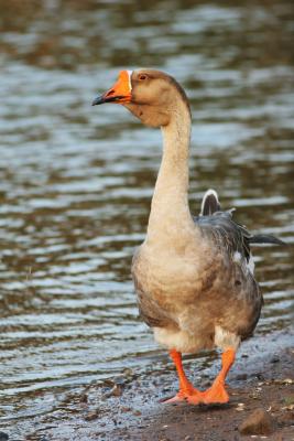 Graylag (Barnyard) Goose