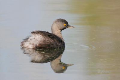 Least Grebe