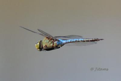 dragonfly IMG_4257web.jpg