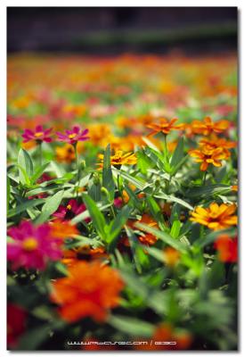 Kowloon Park