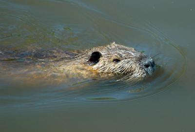 Nutria