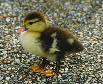 Baby Duck